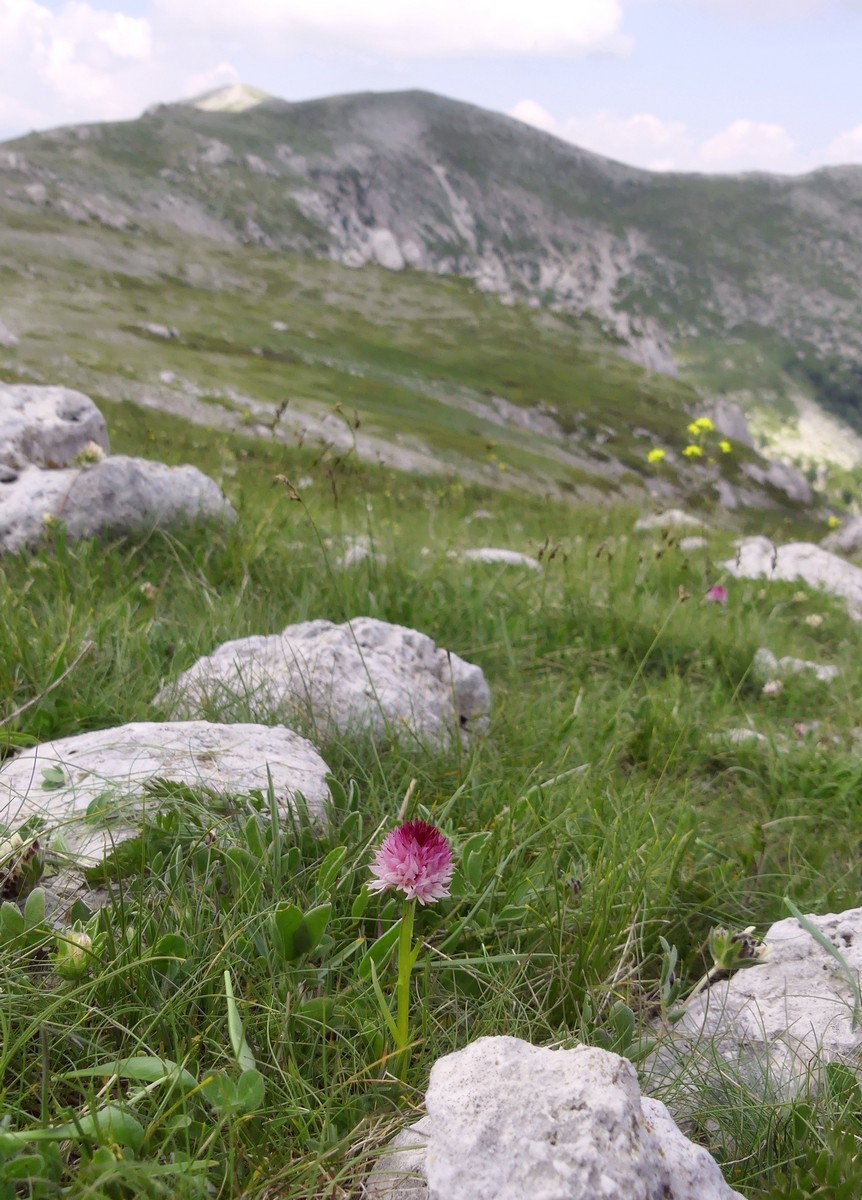 D. sambucina, N. widderi, O. spitzelii nel Parco Nazionale dAbruzzo, Lazio e Molise - giu